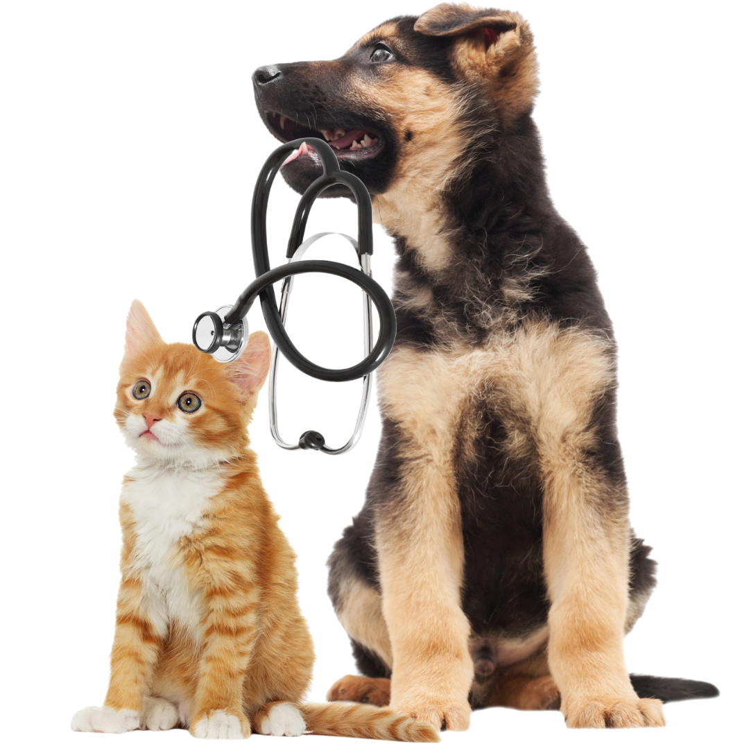 Canino y felino EVA